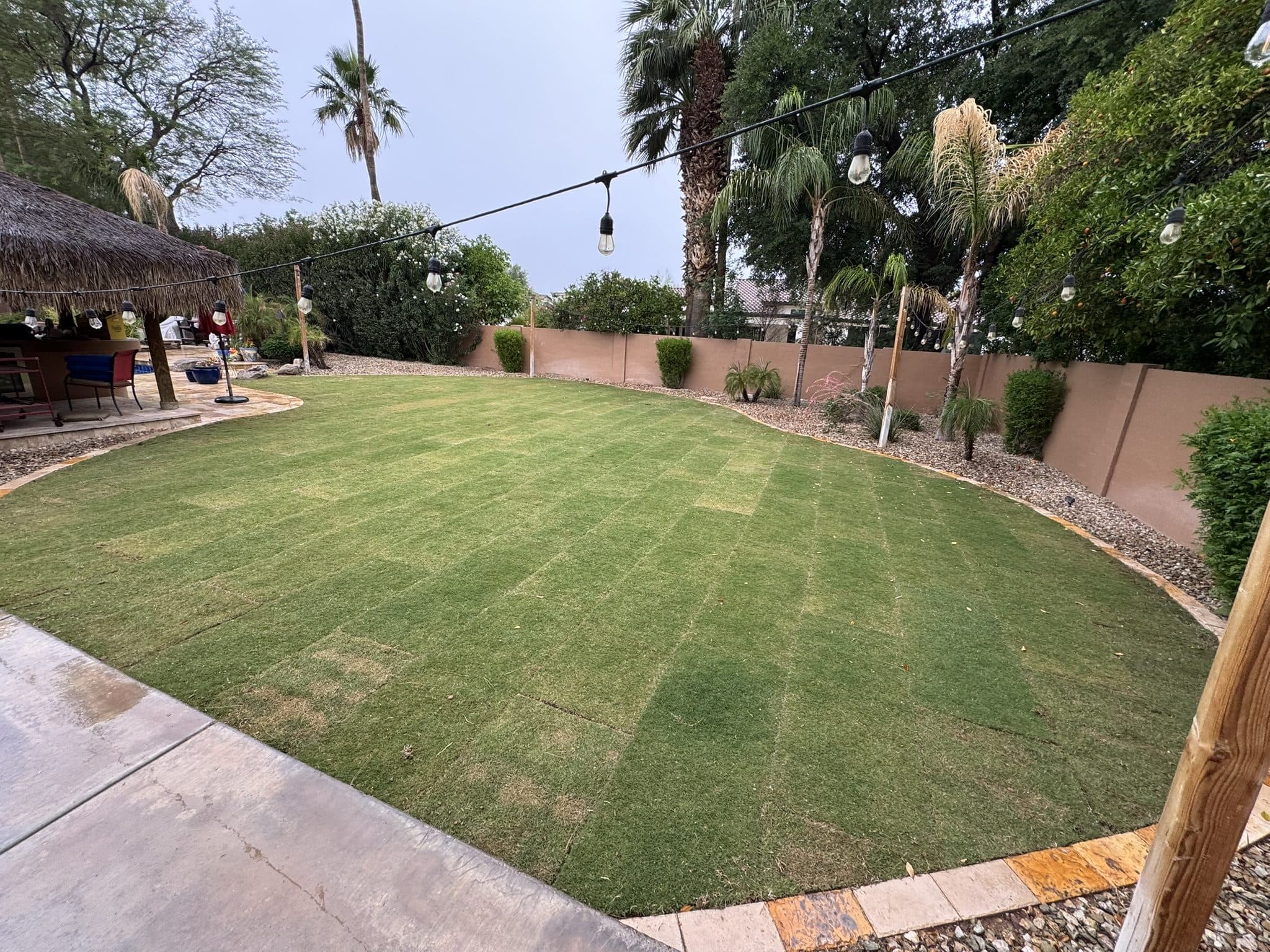 Fresh Tahoma 31 sod lawn in a Scottsdale backyard